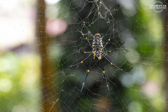 ind_java_Kalibaru.006