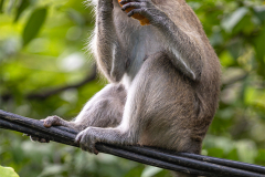 ind_java_pangandaran_023