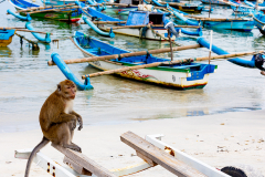 ind_java_pangandaran_005