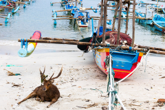 ind_java_pangandaran_006