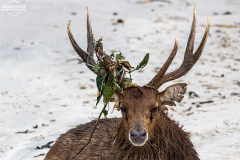 ind_java_pangandaran_007