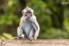 ind_java_pangandaran_009