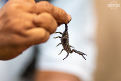 ind_java_pangandaran_014