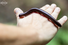 ind_java_pangandaran_015