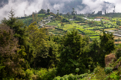 ind_java_dieng_007