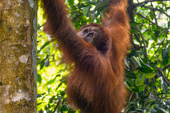 ind_sumatra_leusser_001