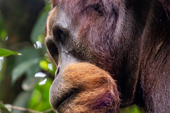 ind_sumatra_leusser_002