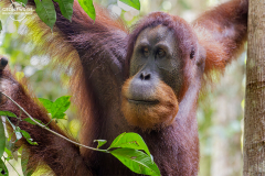 ind_sumatra_leusser_003