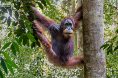 ind_sumatra_leusser_004