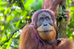 ind_sumatra_leusser_005