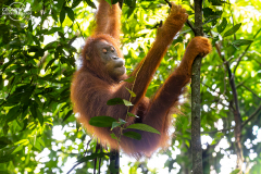 ind_sumatra_leusser_006