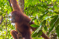 ind_sumatra_leusser_007