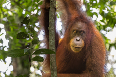 ind_sumatra_leusser_008