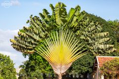 Kam_Phom_005