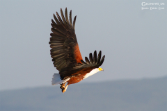 ken_bar_005