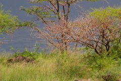 ken_bog_016