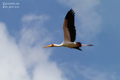 ken_bog_017