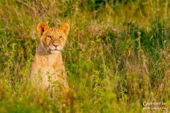 ken_sol_010