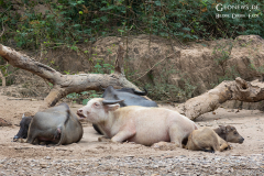 LAOS_Nam-Ou_015