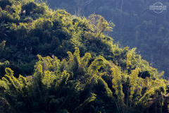 LAO_Oberlauf_Mekong_011
