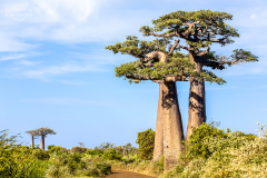 mad_baobab_001