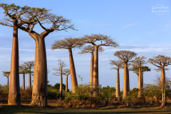 mad_baobab_002