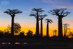 mad_baobab_003