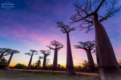 mad_baobab_004