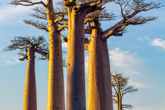 mad_baobab_005