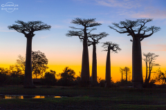 mad_baobab_006