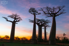 mad_baobab_006