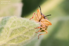 MUR_BUG_001