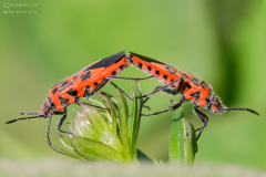 MUR_BUG_002