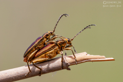MUR_BUG_003