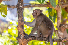 MYN_Hpa_An_013