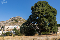 nax_apiranthos_015