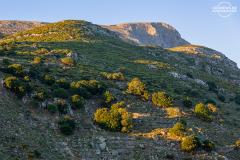 nax_filoti_010