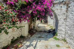 nax_kaloxylos_009