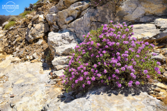 nax_tsikalario_005