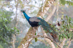 Nepal_Chitwan_002