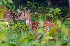Nepal_Chitwan_003