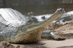 Nepal_Chitwan_006