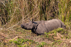 Nepal_Chitwan_007