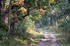 Nepal_Chitwan_008