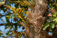 Nepal_Chitwan_009