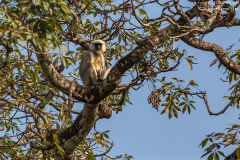 Nepal_Chitwan_010