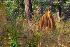 Nepal_Chitwan_015