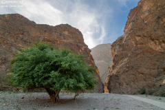 Oman_Hadschar_003