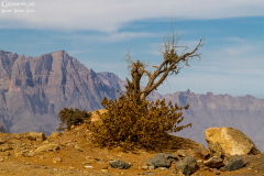 Oman_Hadschar_008