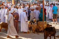 Oman_Nizwa_Ziegen_001